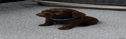 Chihuahua dogs for sale: Adorable Chihuahua Puppies 7 Weeks Old  Ready Soon in London - Advert 7