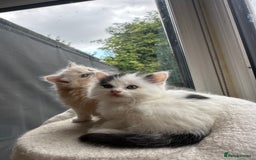 Mixed Breed cats for sale: Ragdoll & Siberian kittens - Image 6