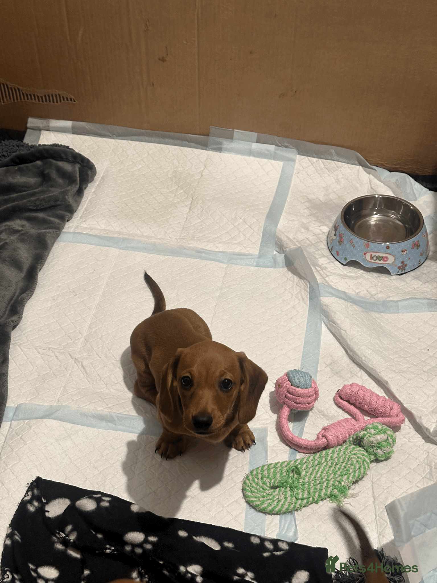 Miniature Dachshund dogs REDUCED £900| 2 RED GIRLS LEFT - Advert 2