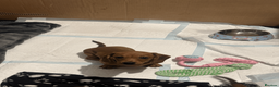 Miniature Dachshund dogs for sale: REDUCED £850| 2 RED GIRLS LEFT ready to leave.  - Advert 2