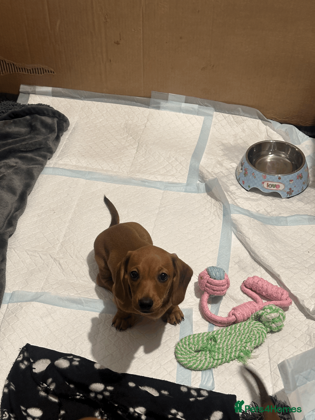 Miniature Dachshund dogs for sale: REDUCED £850| 2 RED GIRLS LEFT ready to leave.  - Advert 2
