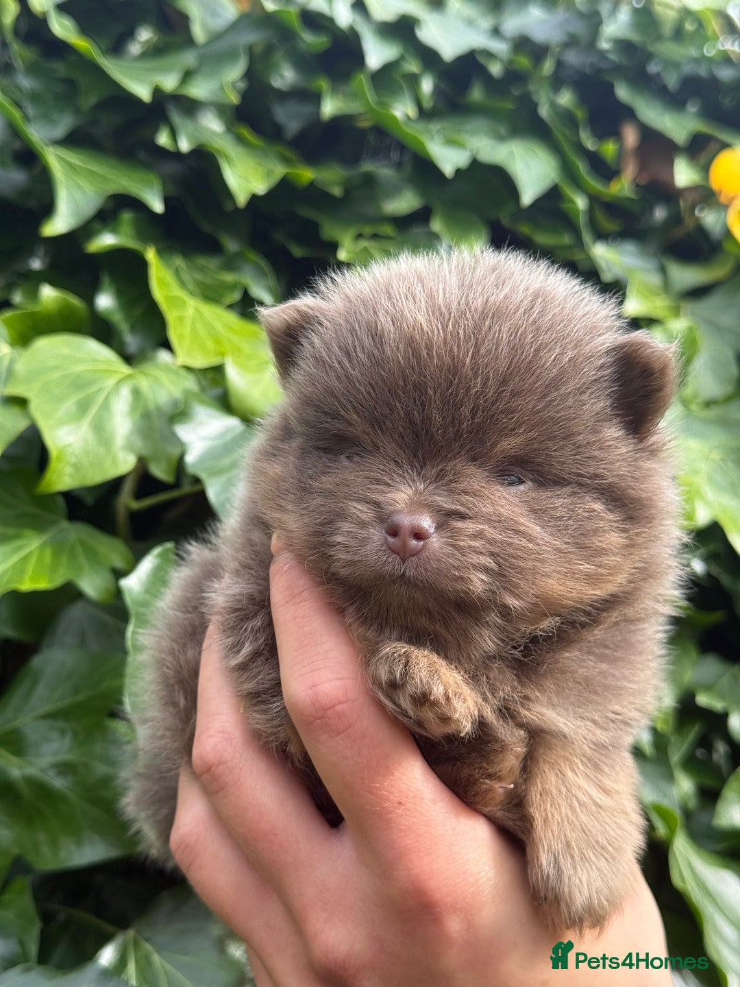 Pomeranian dogs for sale: ** KC pomeranian puppies - Image 10