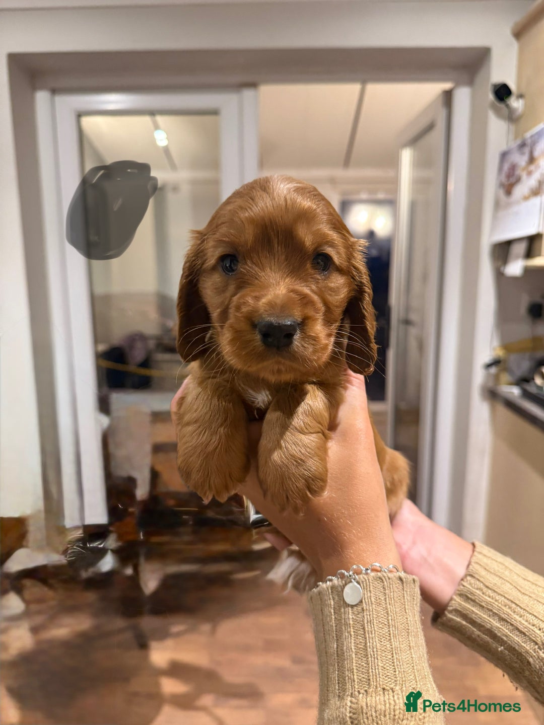 Cocker Spaniel dogs for sale: Gorgeous litter of cocker spaniel pups - Advert 11