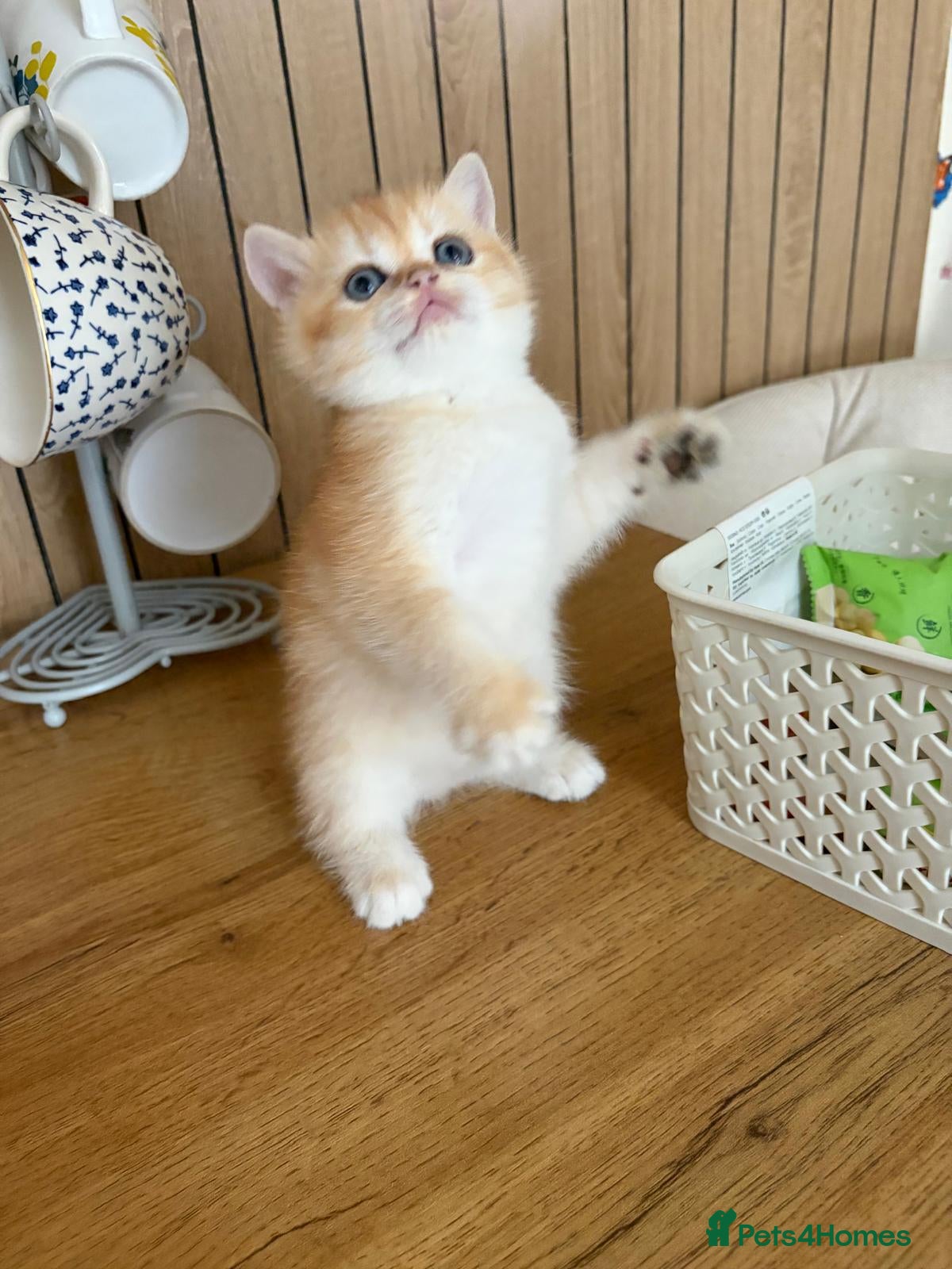 British Shorthair cats LAST 2 Golden British Short Hair Kitten  - Advert 12