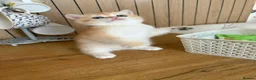 British Shorthair cats for sale: Golden British Short Hair Kitten for sale - Advert 12