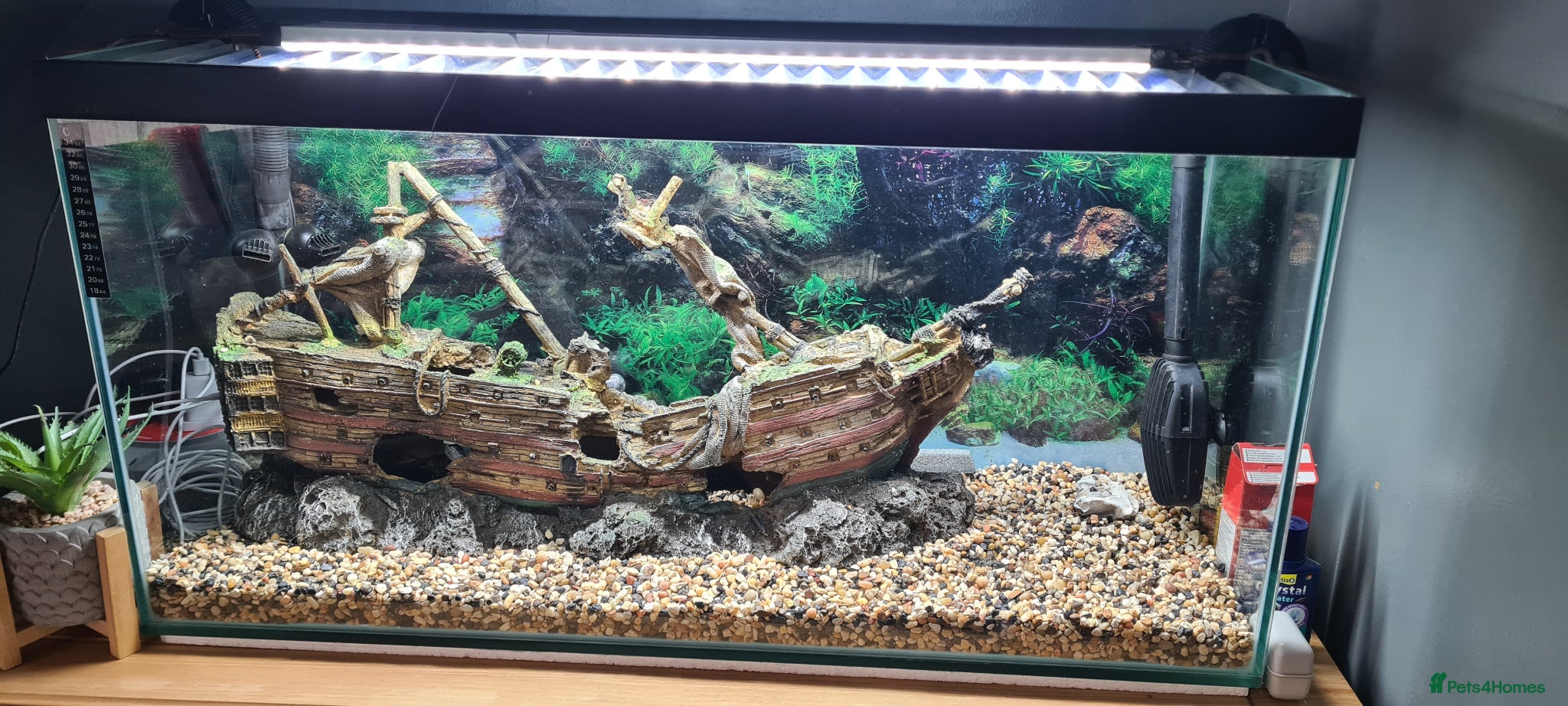 Angelfish fish Aquarium for Sale with Complete Equipment - Advert 12