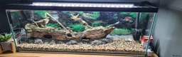 Angelfish fish for sale: Aquarium for Sale with Complete Equipment - Advert 1