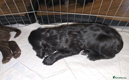 Cocker Spaniel dogs for sale: Working Cocker Spaniels - Image 22