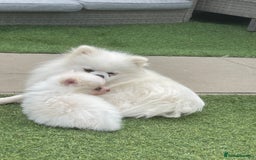 Pomeranian dogs for sale: Pomeranian puppies for sale  - Image 5