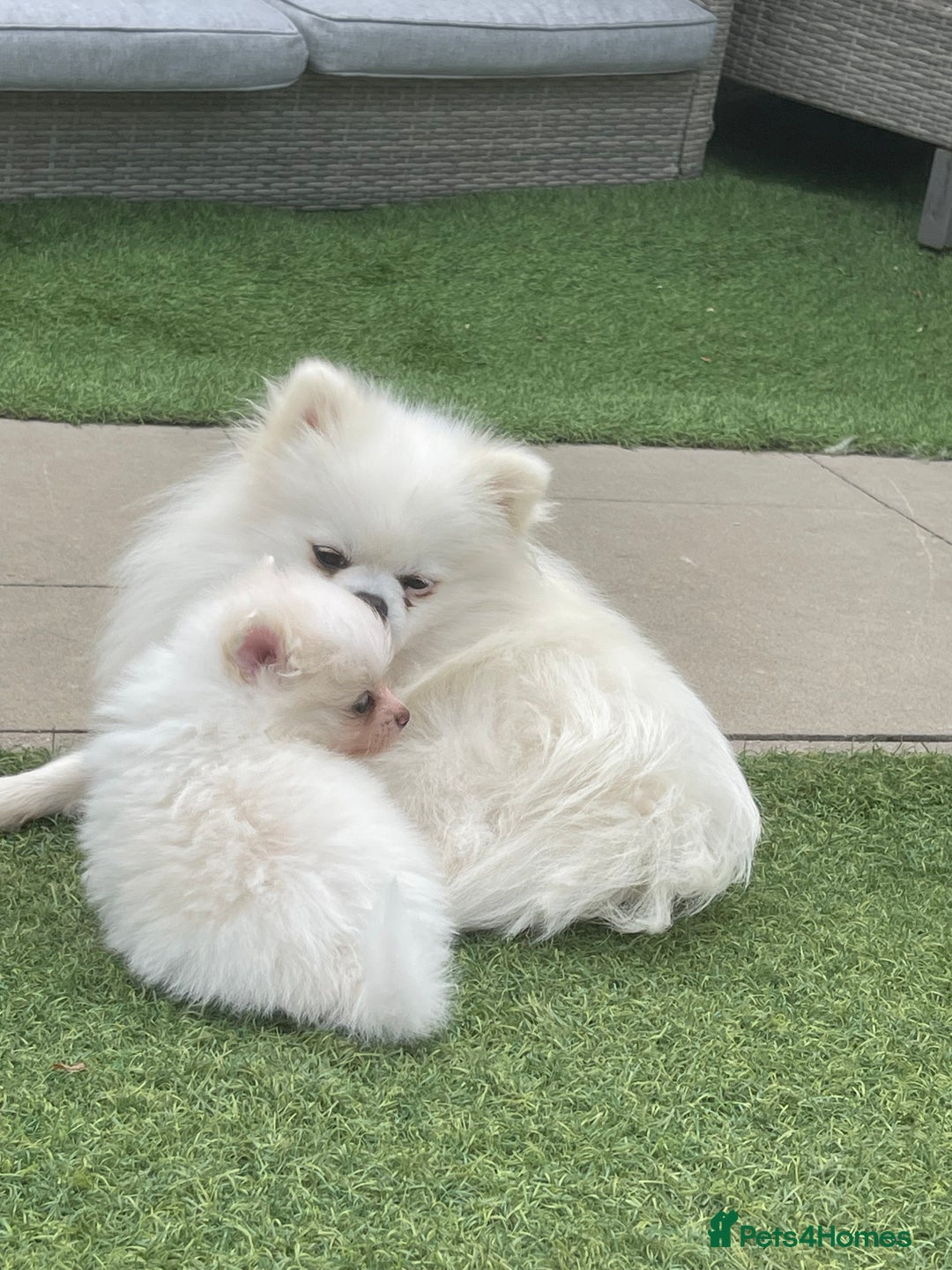 Pomeranian dogs for sale: Pomeranian puppies for sale  - Image 5