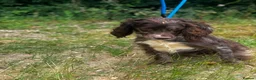 Cocker Spaniel dogs for sale: Cocker Spaniel for sale (merle) - Advert 4