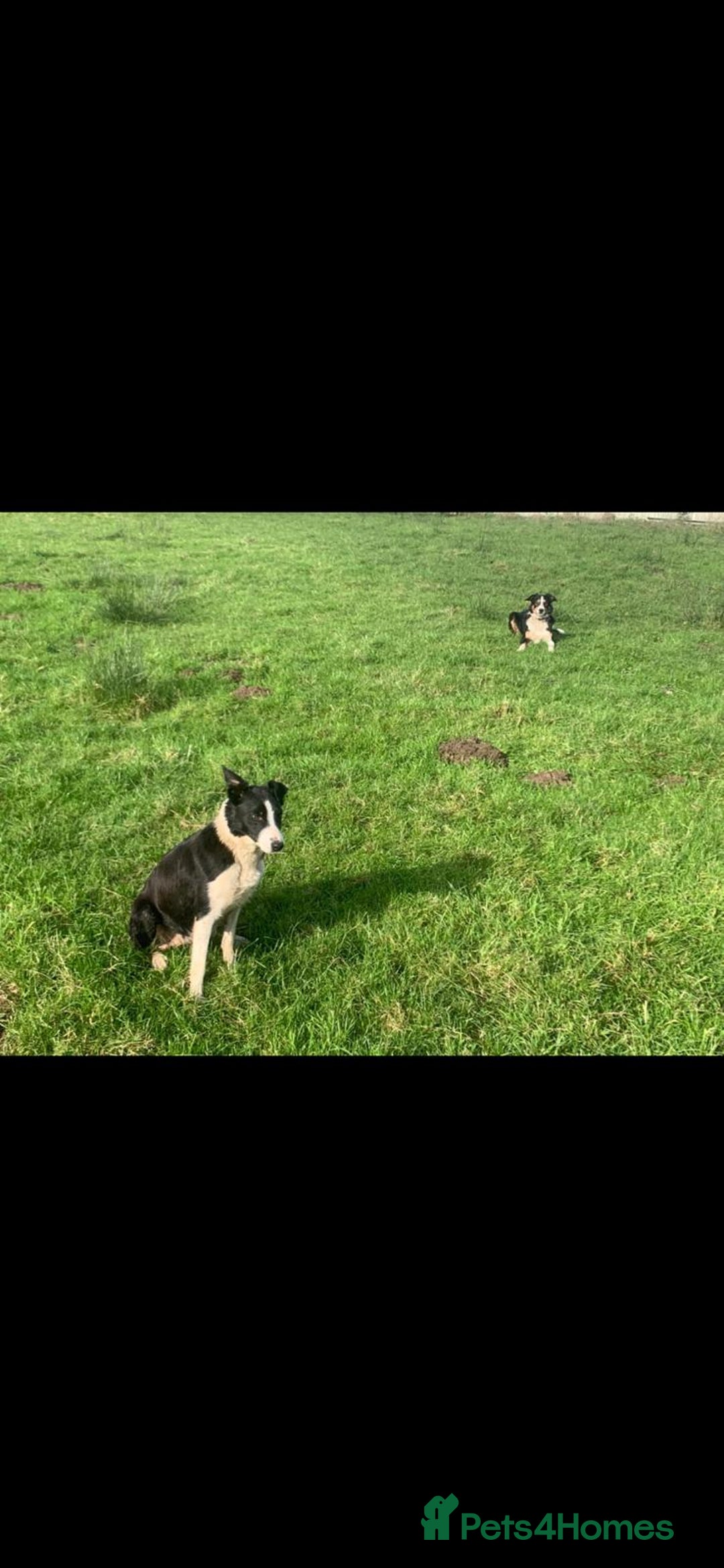 Border Collie dogs for sale: Border collie puppies  - Advert 6