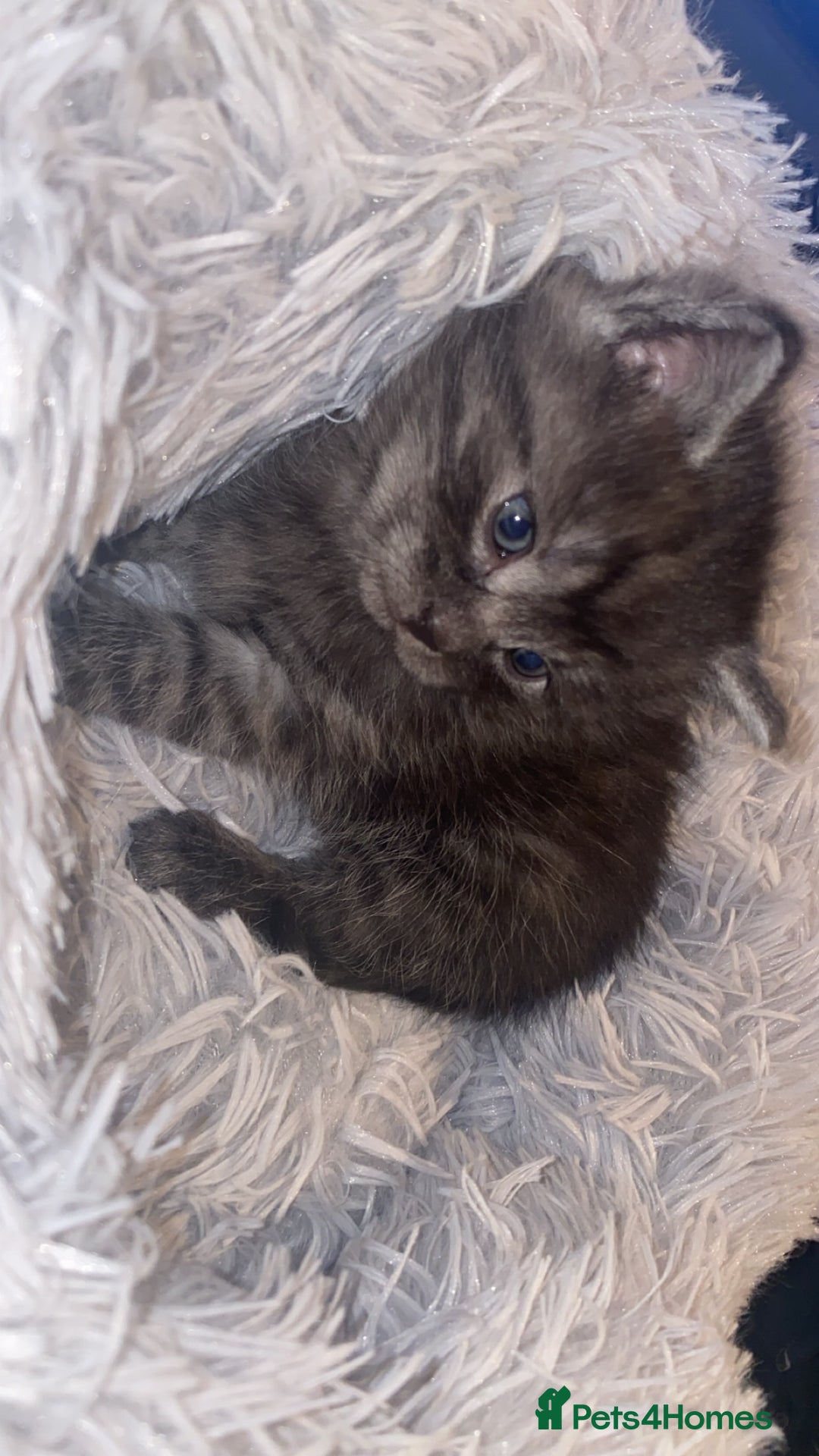 Mixed Breed cats for sale: Cute smoke grey kitten - Advert 2