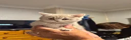 British Shorthair cats for sale: Female British Short hair kitten - Advert 3