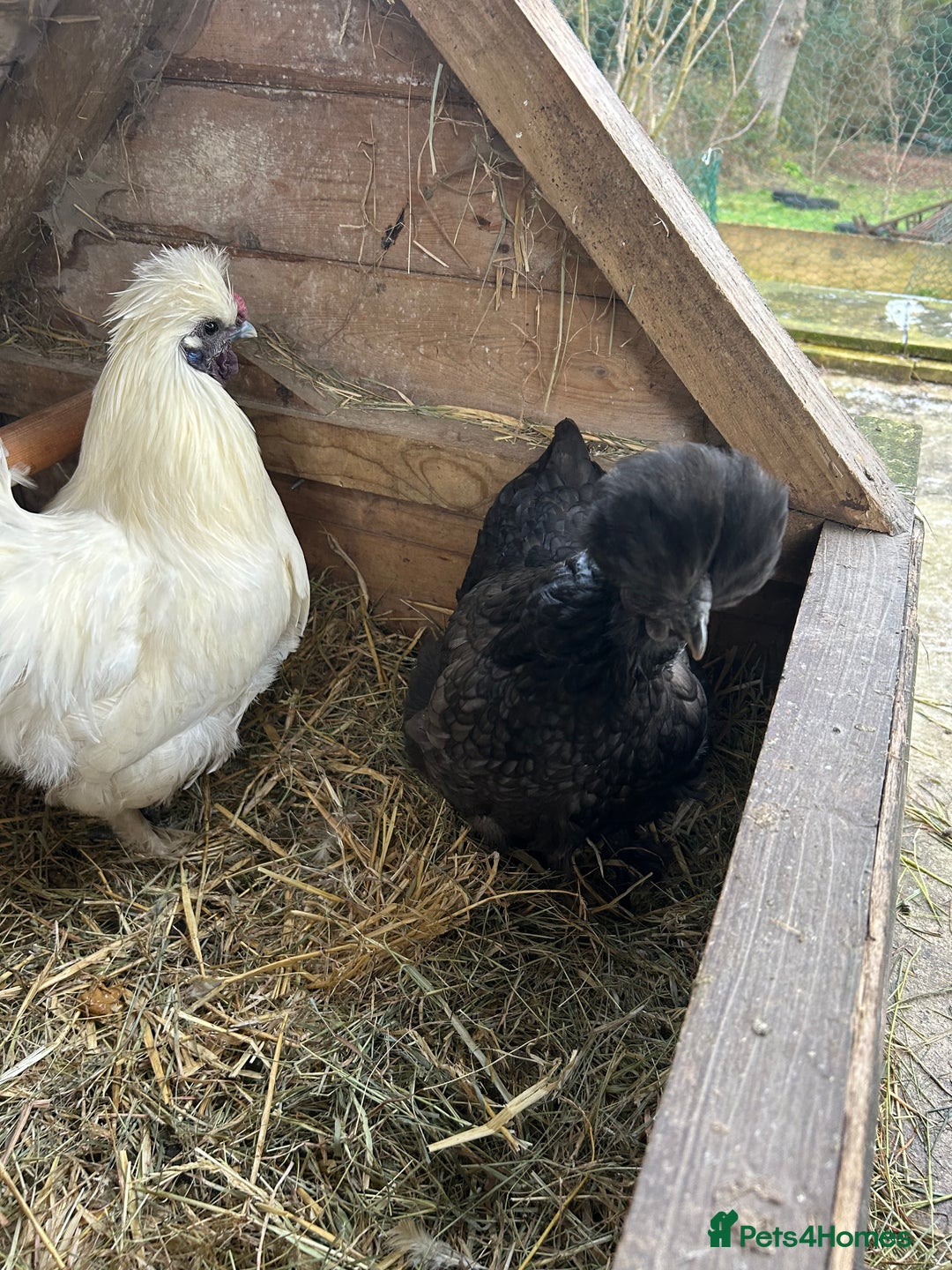 Chickens poultry for sale: Mr and Mrs Silky - great starter hens - Advert 2