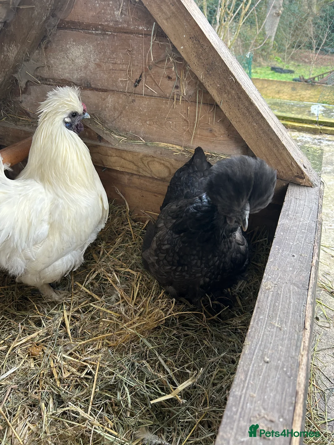 Chickens poultry for sale: Mr and Mrs Silky - great starter hens - Advert 2