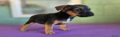 Mixed Breed 4