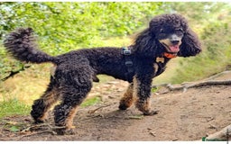 Cockapoo dogs for sale: 3 healthy phantom F1B cockapoo boys for sale  - Image 17