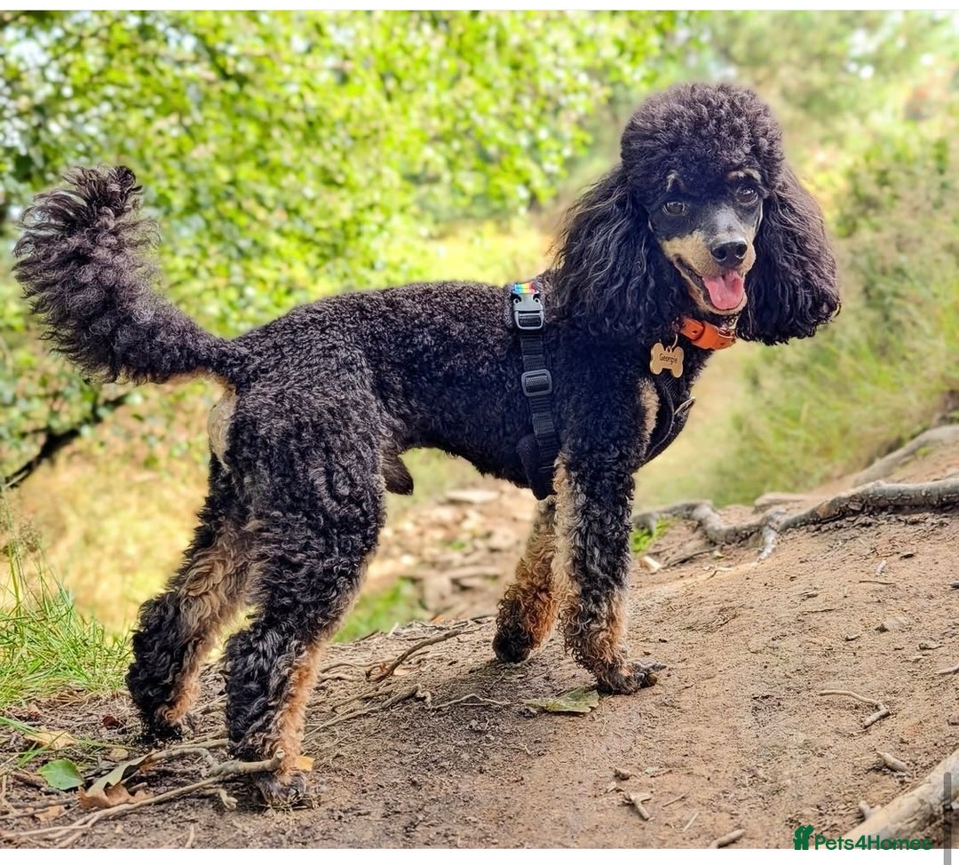Cockapoo dogs for sale: 3 healthy phantom F1B cockapoo boys for sale  - Image 17