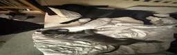 Cane Corso dogs for sale: Cane Corso Puppies for sale  in Hull - Advert 22