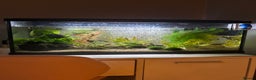 Platies fish for sale: 56l coldwater tank full of minnows and platies - Advert 1