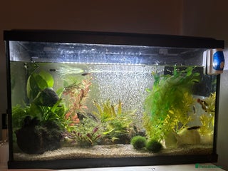 Platies fish 56l coldwater tank full of minnows and platies - Advert 1