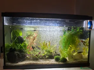 Platies fish 56l coldwater tank full of minnows and platies - Advert 8