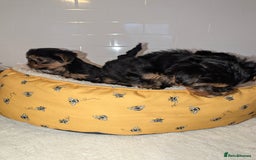 Yorkshire Terrier dogs for sale: Adorable Yorkshire terrier puppies available  - Image 6