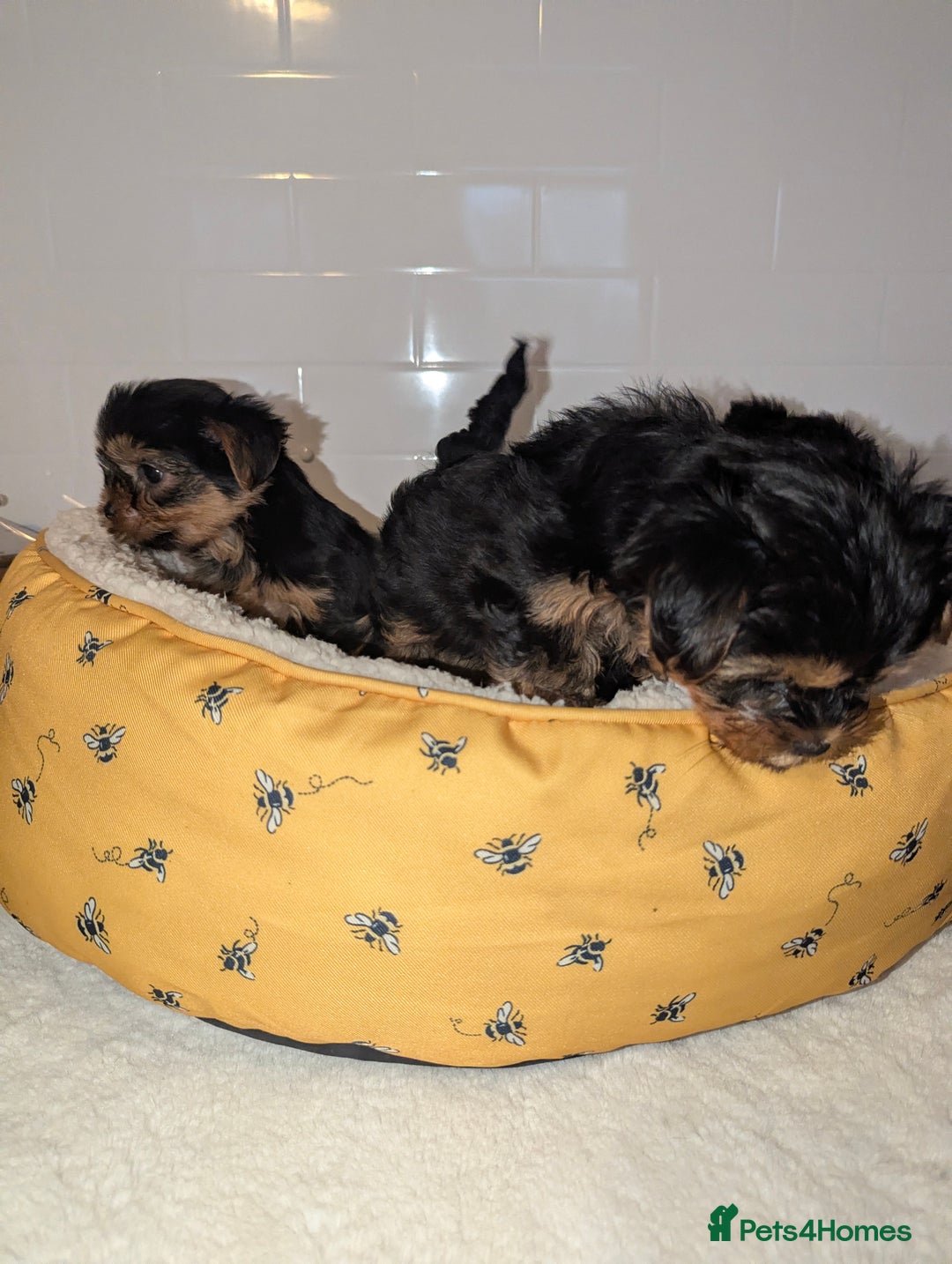 Yorkshire Terrier dogs for sale: Adorable Yorkshire terrier puppies available  - Image 6