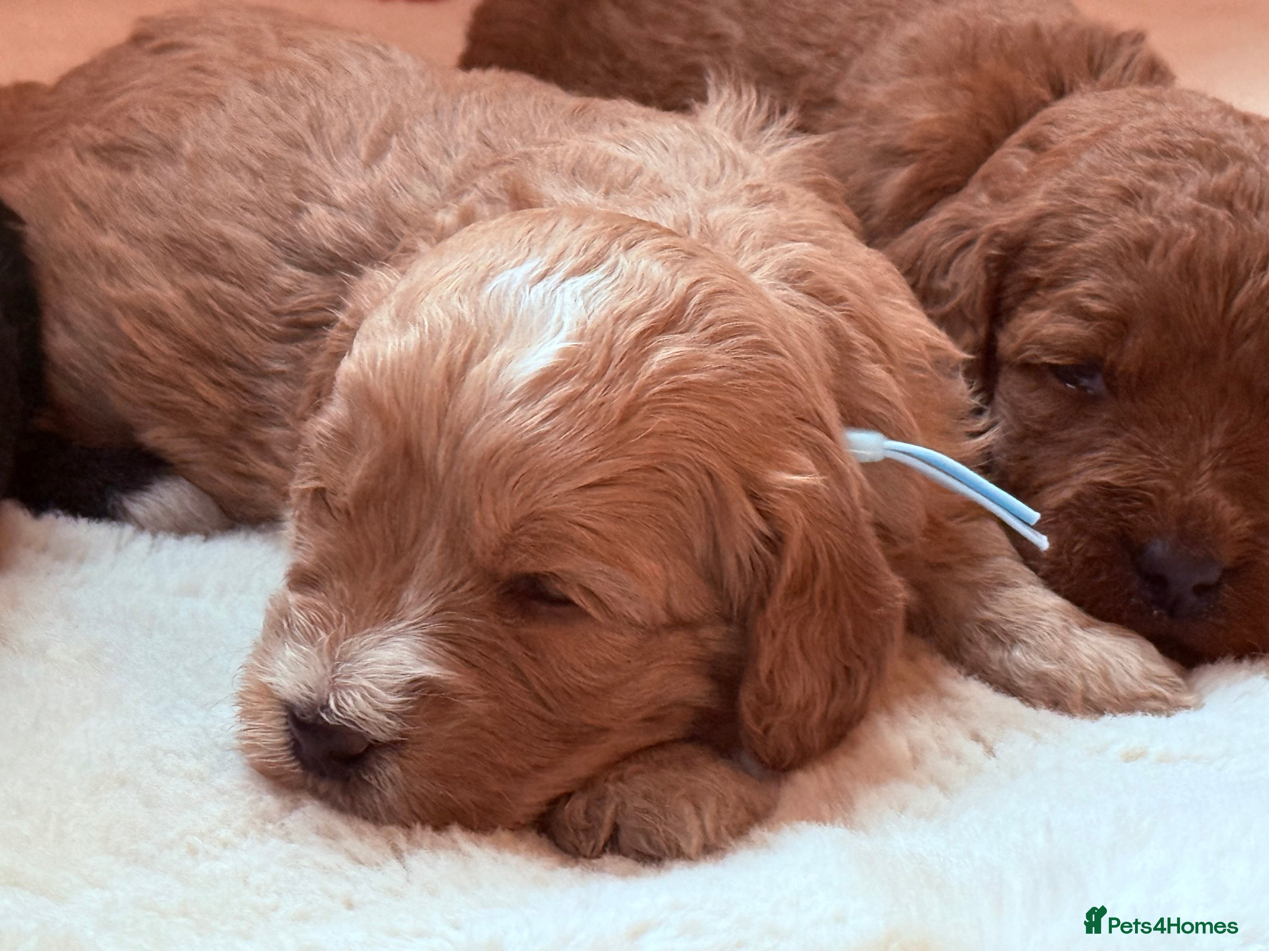 Labradoodle dogs Australian labradoodles  - Advert 3