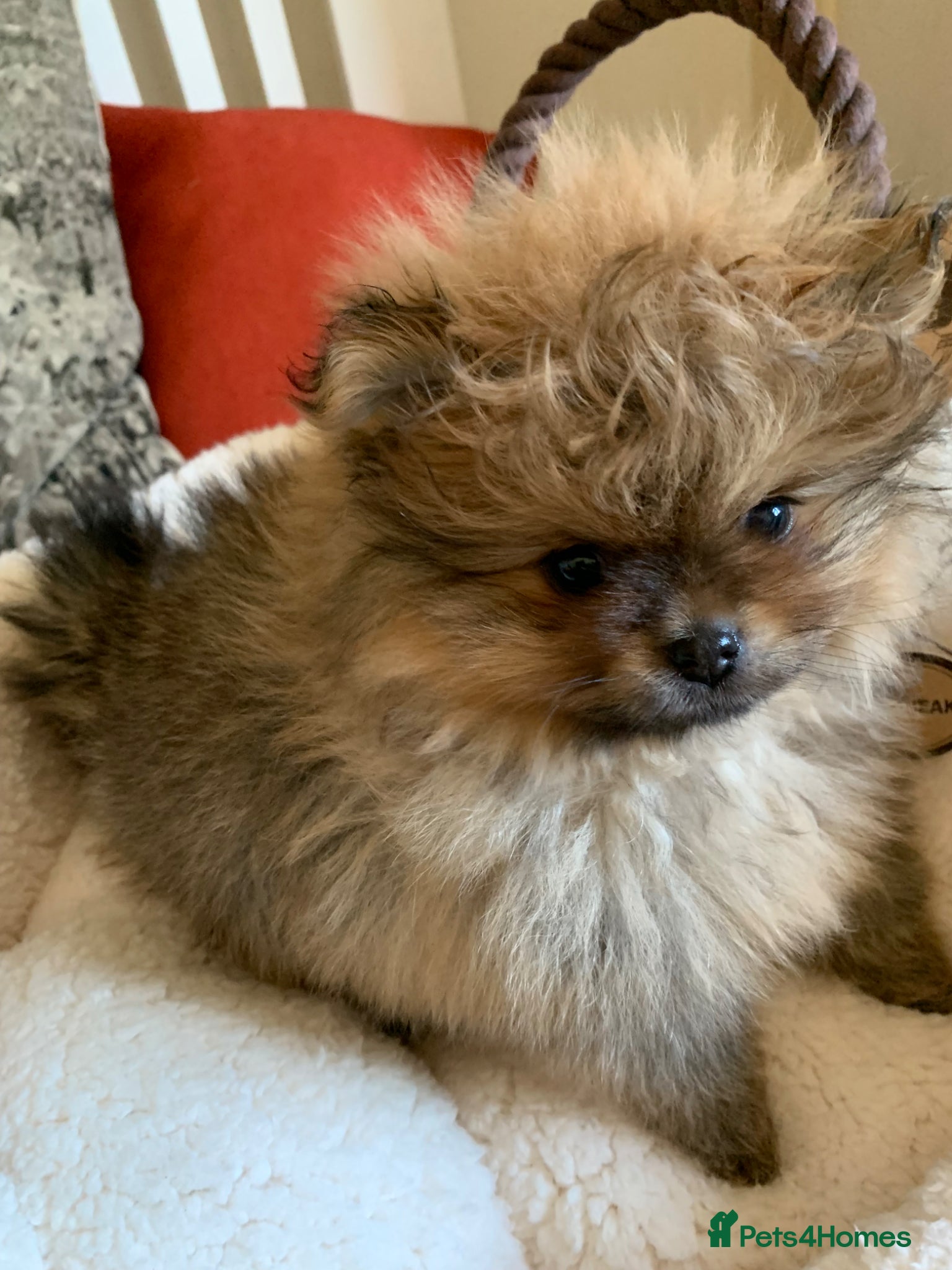 Pomeranian dogs Beautiful quality Pomeranian puppies kc reg  - Advert 1