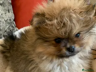 Pomeranian dogs Beautiful quality Pomeranian puppies kc reg - Advert 9