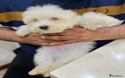 Maltese dogs for sale: Maltese - Advert 1