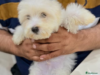 Maltese dogs Maltese - Advert 2