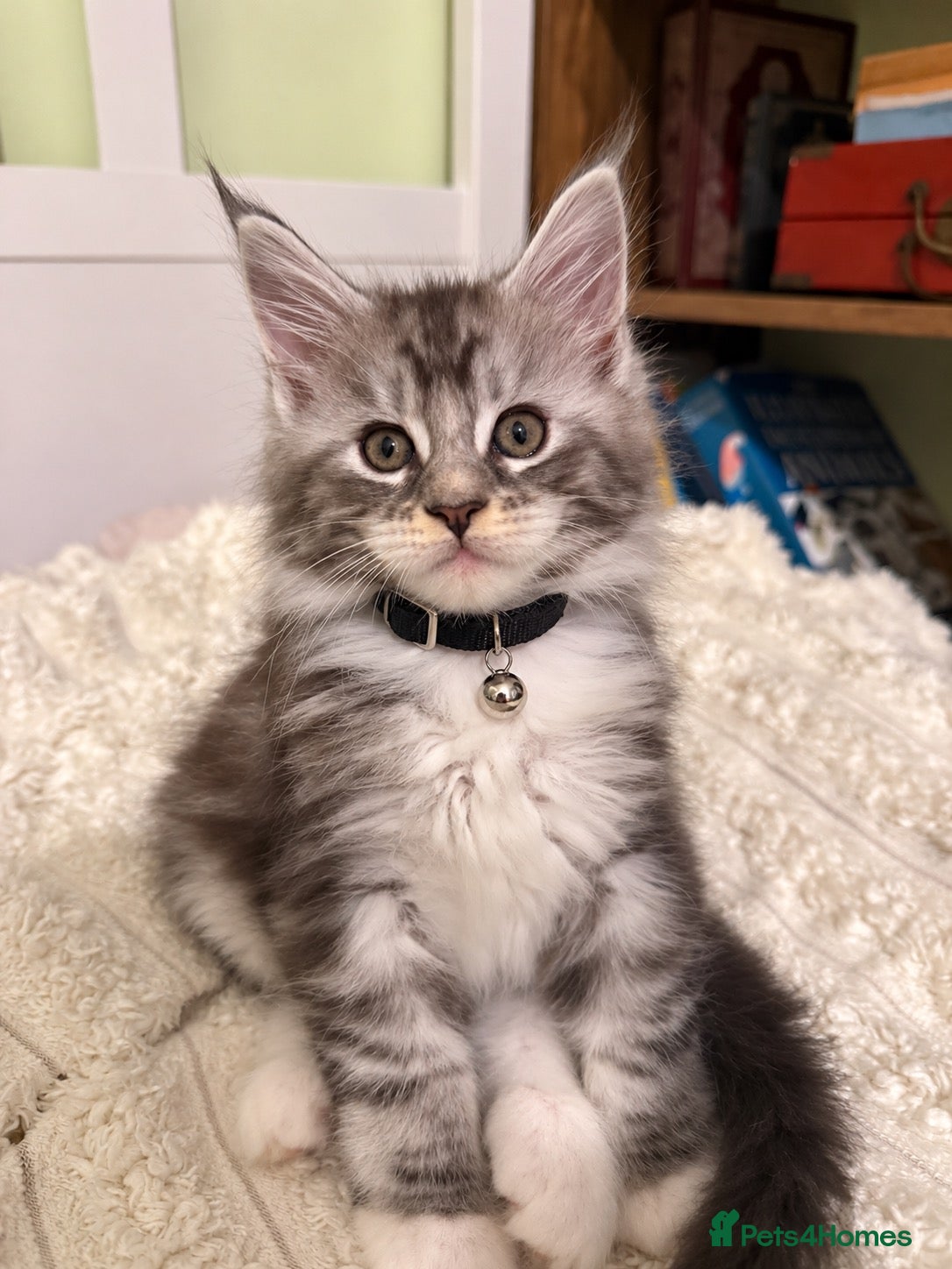 Maine Coon cats GCCF TICA 5 Gen Pedigree Champion Line Maine Coons - Advert 1