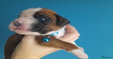 Boxer dogs - Advert 1