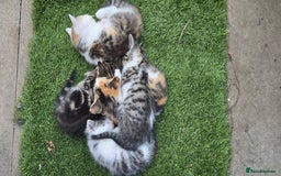 Mixed Breed cats for sale: Gorgeous Bengal X kittens - Image 5