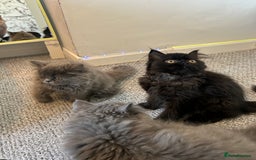 Persian cats for sale: Persian cats London  - Advert 18