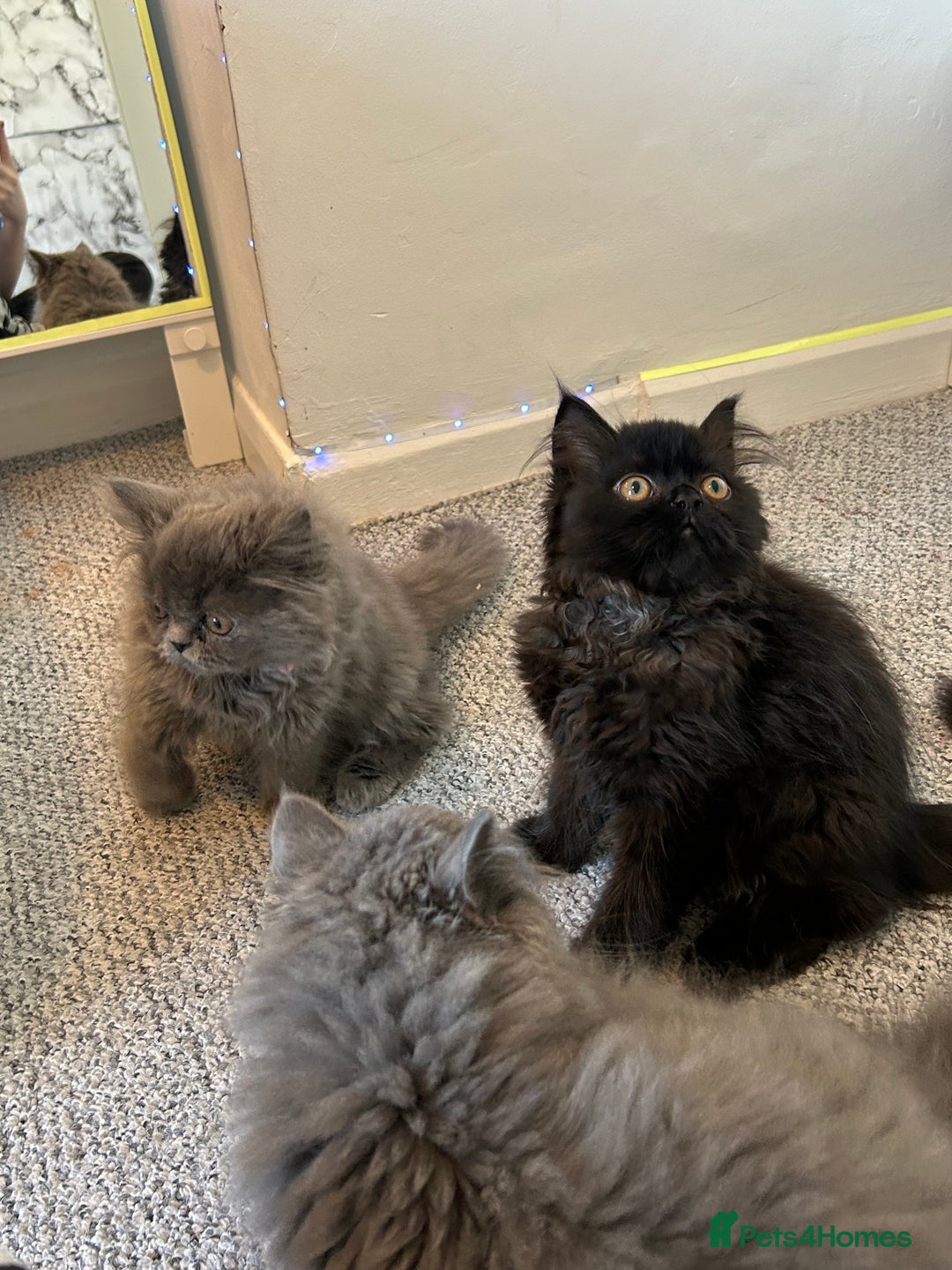 Persian cats for sale: Persian cats London  - Advert 18