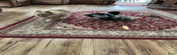 Pomeranian dogs for sale: Pomeranian in Doncaster - Advert 7