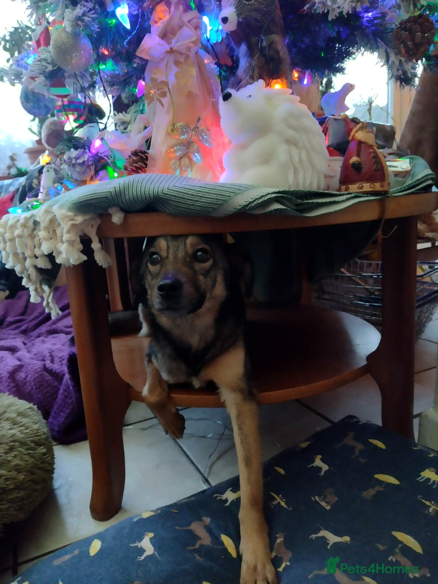 Mixed Breed dogs Marvellous Margot for Adoption!  - Advert 1