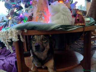 Mixed Breed dogs Marvellous Margot for Adoption! - Advert 9