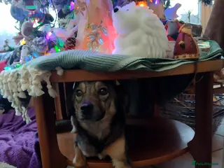 Mixed Breed dogs Marvellous Margot for Adoption! - Advert 19