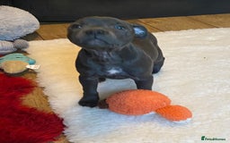 Staffordshire Bull Terrier dogs for sale: 🐾Reduced♥️World Famous Samtan Dozer & C in Swansea - Image 17
