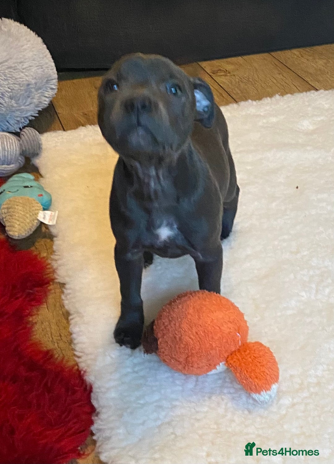 Staffordshire Bull Terrier dogs for sale: 🐾Reduced♥️World Famous Samtan Dozer & C in Swansea - Image 17