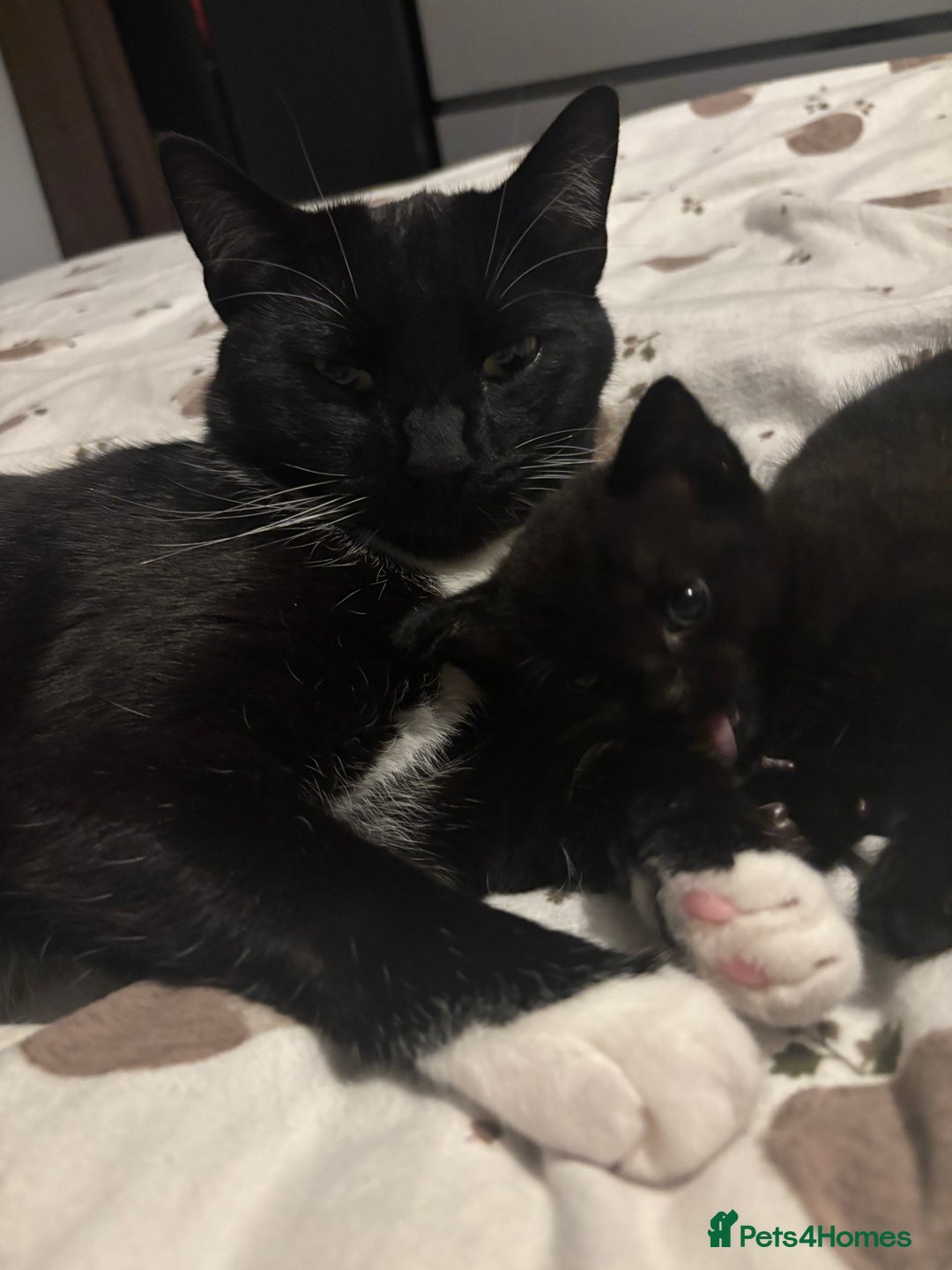 Mixed Breed cats for sale: 2 female kittens - Advert 3