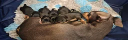 Jack Russell dogs for sale: Jack Russell Puppies for Sale - Advert 17
