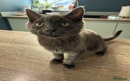Domestic Shorthair cats for sale: Beautiful grey male kitten - Image 1