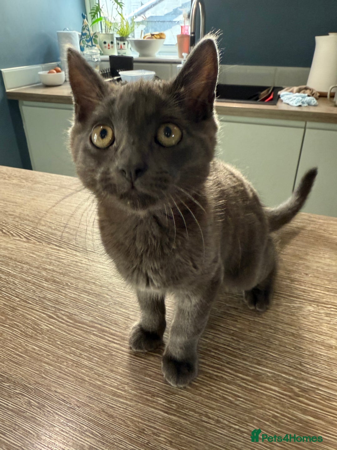 Domestic Shorthair cats for sale: Beautiful grey male kitten - Image 1