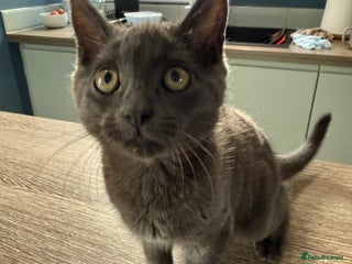 Domestic Shorthair cats - Advert 6